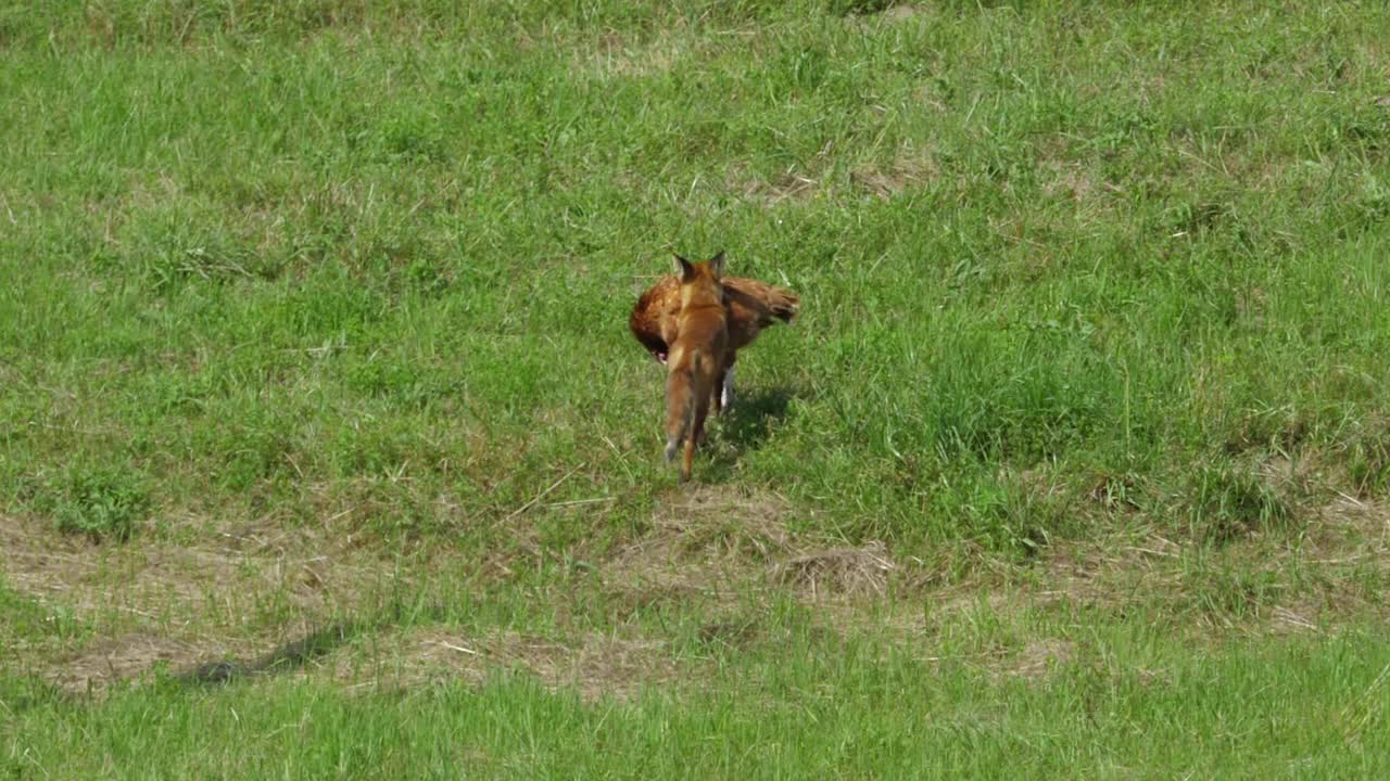 红狐在农场偷鸡和跑进森林。狐狸拖着死去的大鸡。野生红狐(Vulpes Vulpes)在林边的野外觅食。自然中的野生动物。野兽的猎物。视频素材