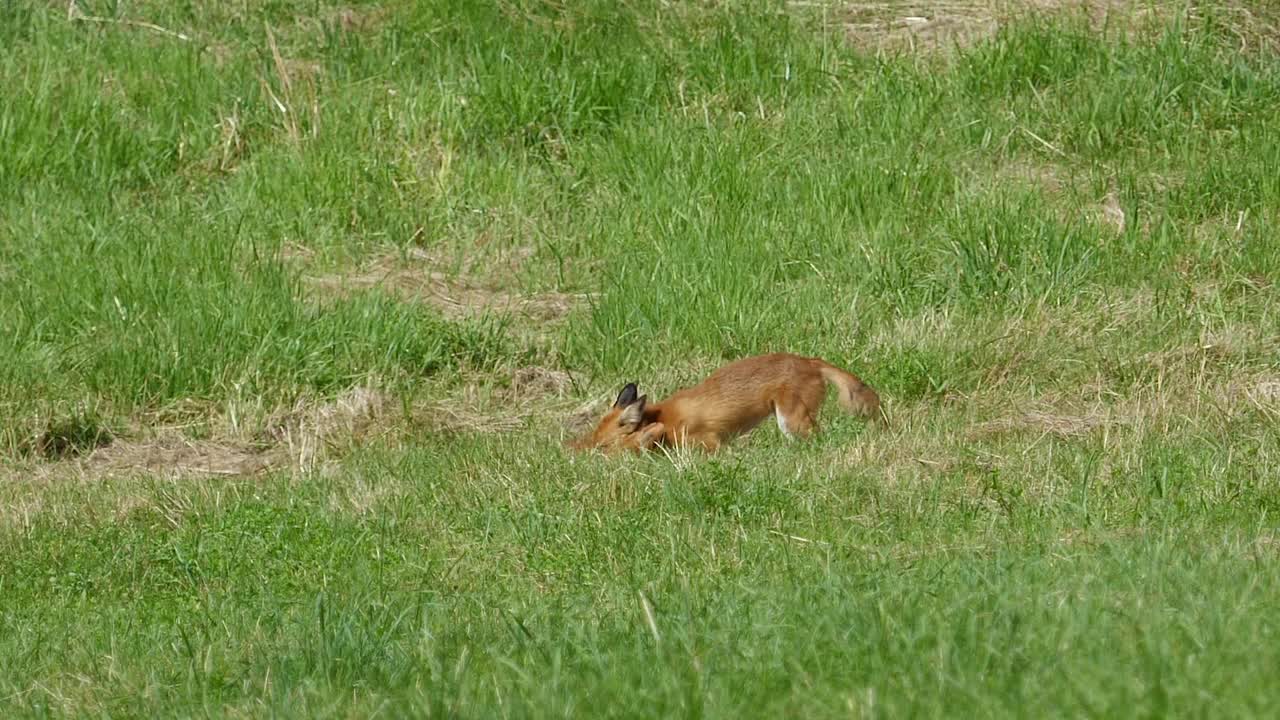 红狐在农场偷鸡和跑进森林。狐狸拖着死去的大鸡。野生红狐(Vulpes Vulpes)在林边的野外觅食。自然中的野生动物。野兽的猎物。视频素材