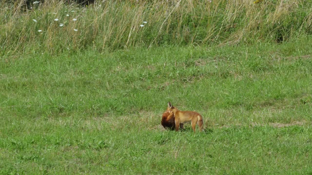 红狐在农场偷鸡和跑进森林。狐狸拖着死去的大鸡。野生红狐(Vulpes Vulpes)在林边的野外觅食。自然中的野生动物。野兽的猎物。视频素材