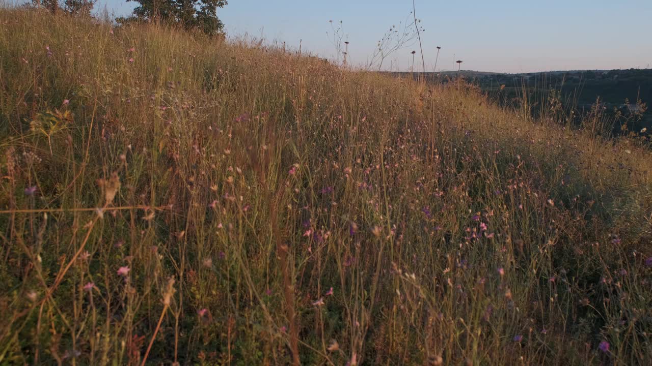 草地上野花的风景视频素材