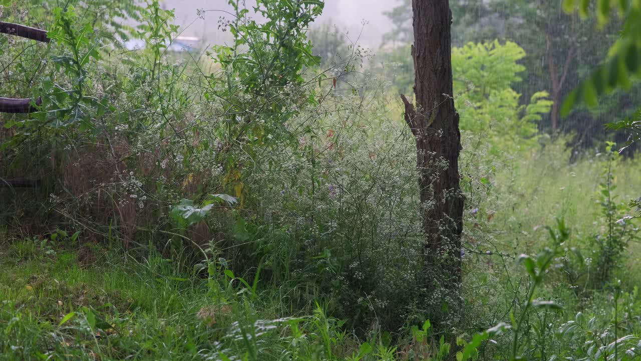 雨落在自然的绿色背景上视频素材