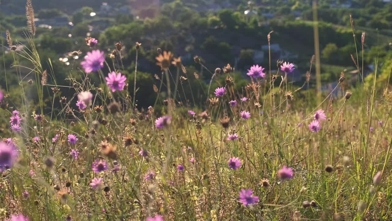 草地上野花的风景视频素材