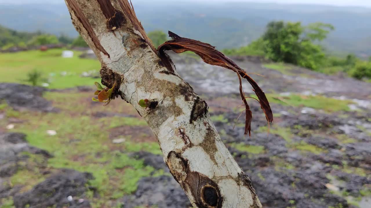 喀拉拉邦的波萨迪甘普山站。有小树、绿叶植物和岩石的凉爽区域视频素材