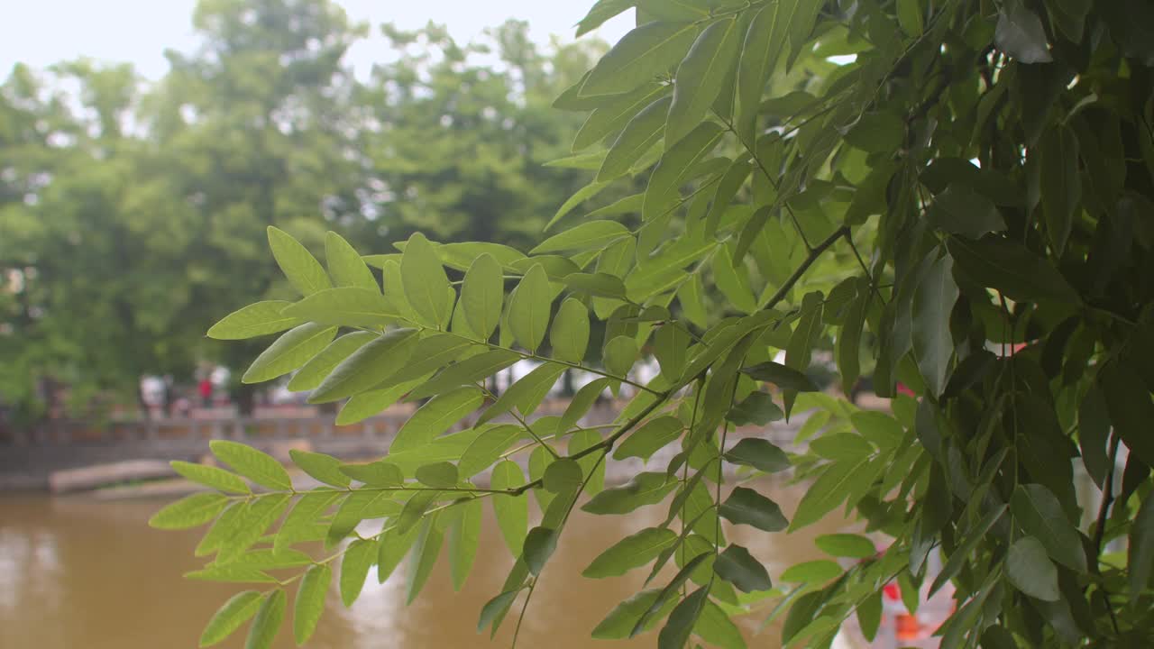 城市中树枝上的树叶在风中移动。空气流动视频素材