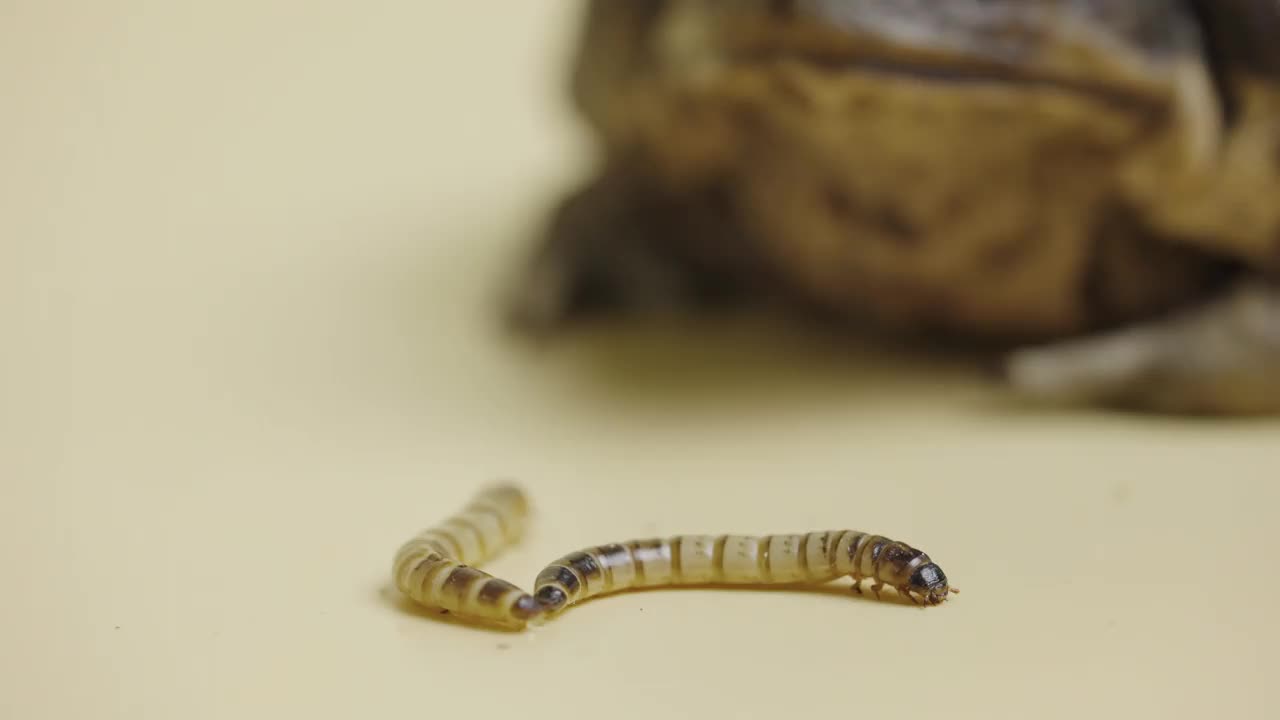 蔗蟾蜍，Bufo marinus，坐在旁边的幼虫在米色背景的工作室。或是宠物动物园里的毒蟾蜍。有疣的棕色两栖大蛙。近距离视频素材