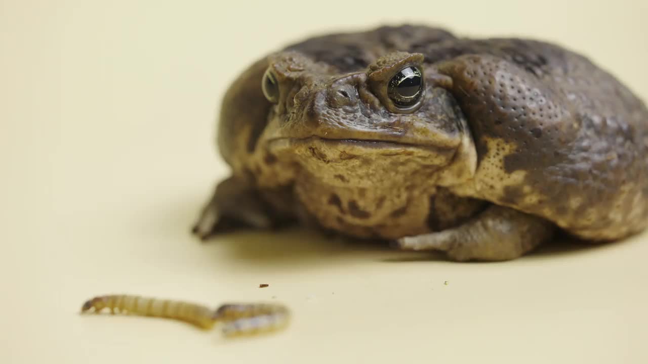 蔗蟾蜍，Bufo marinus，坐在旁边的幼虫在米色背景的工作室。或是宠物动物园里的毒蟾蜍。有疣的棕色两栖大蛙。近距离视频素材