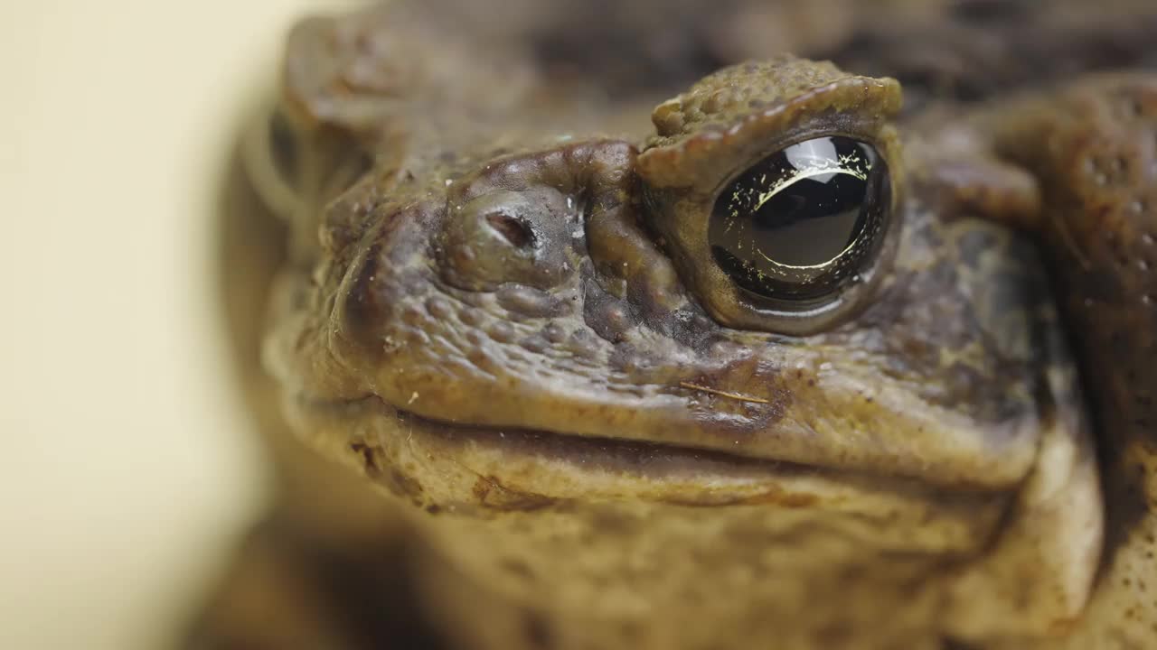 宏观肖像甘蔗蟾蜍，Bufo marinus，坐在米色背景在工作室。或是宠物动物园里的毒蟾蜍。大疣棕色两栖蛙的口鼻。近距离视频素材