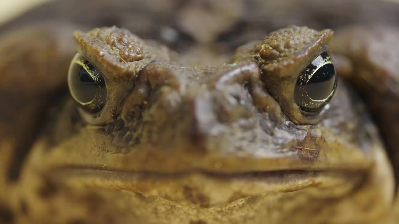 宏观肖像甘蔗蟾蜍，Bufo marinus，坐在米色背景在工作室。或是宠物动物园里的毒蟾蜍。大疣棕色两栖蛙的口鼻。近距离视频素材