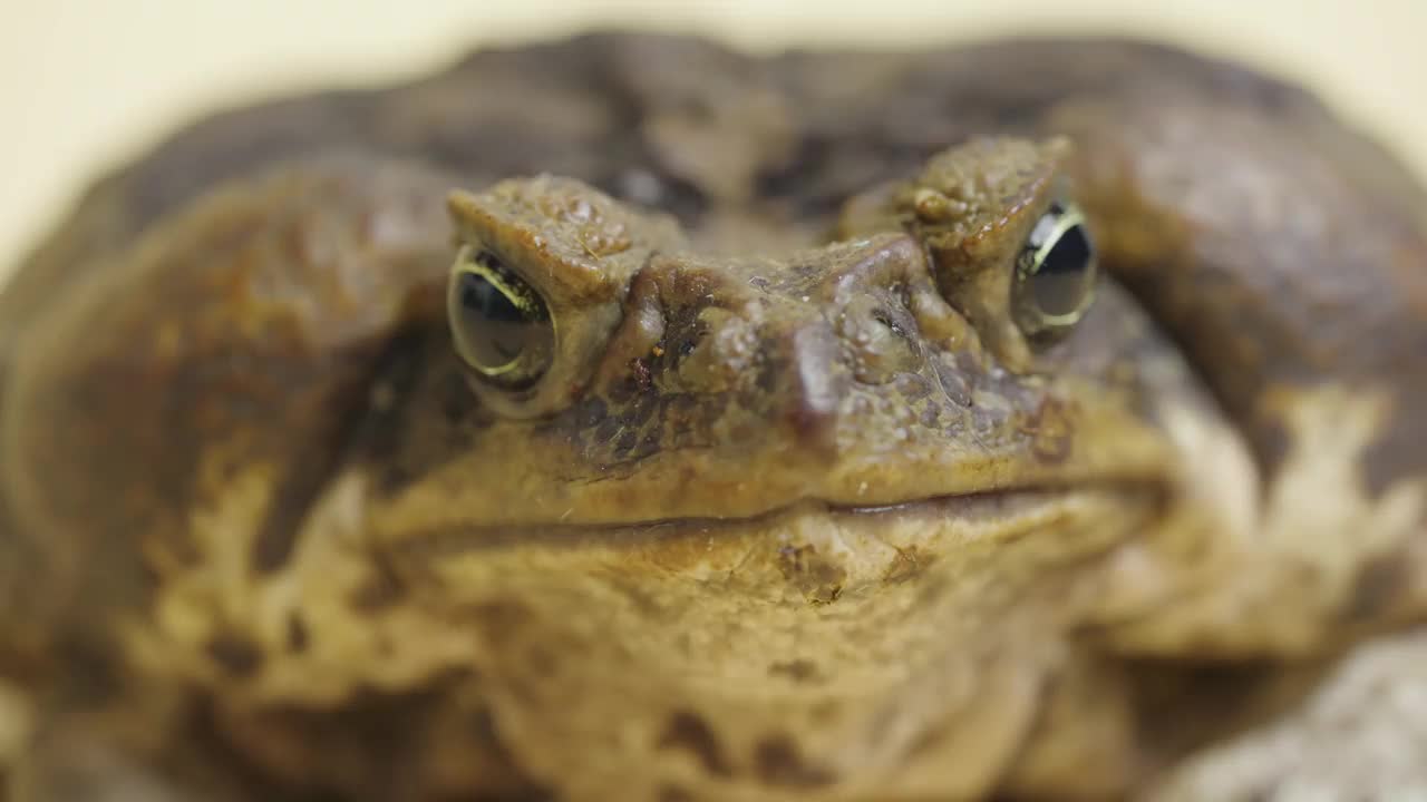 宏观肖像甘蔗蟾蜍，Bufo marinus，坐在米色背景在工作室。或是宠物动物园里的毒蟾蜍。大疣棕色两栖蛙的口鼻。近距离视频素材