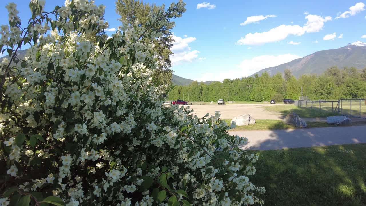 有绿色叶子和花朵的茉莉花丛。视频素材