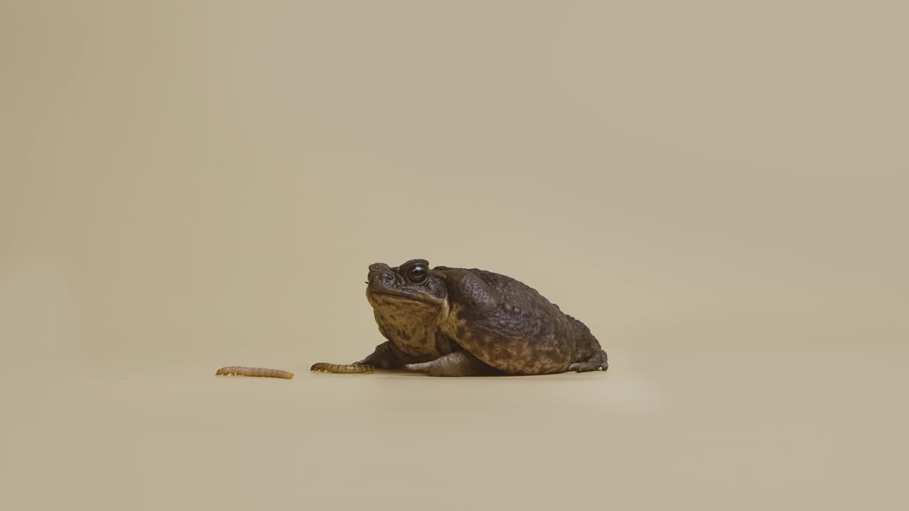 蔗蟾蜍，Bufo marinus，坐在旁边的幼虫在米色背景的工作室。或是宠物动物园里的毒蟾蜍。有疣的棕色两栖大蛙。慢动作视频素材