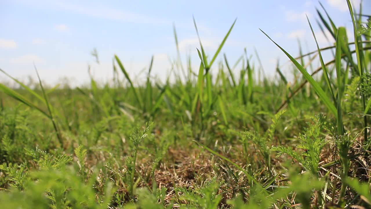 在绿草的映衬下，一辆红色的拖车开过视频下载