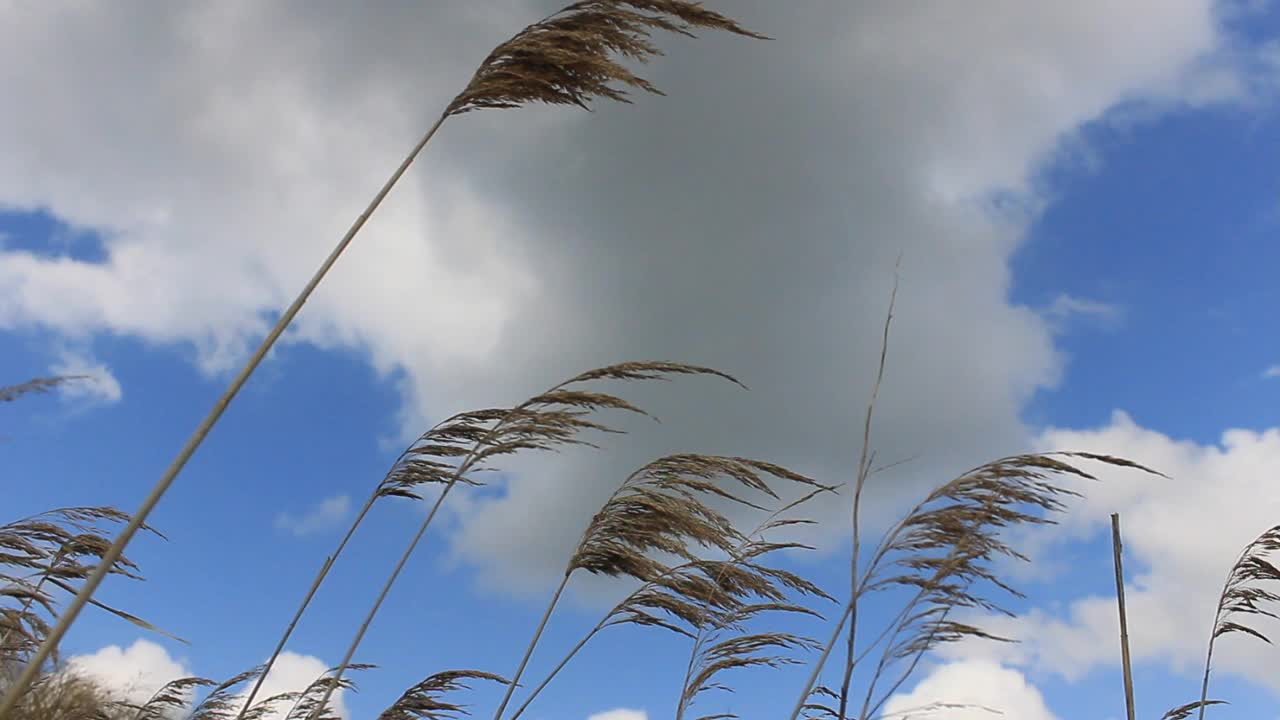 风中摇曳的芦苇。白云上的野草随风摇摆视频下载