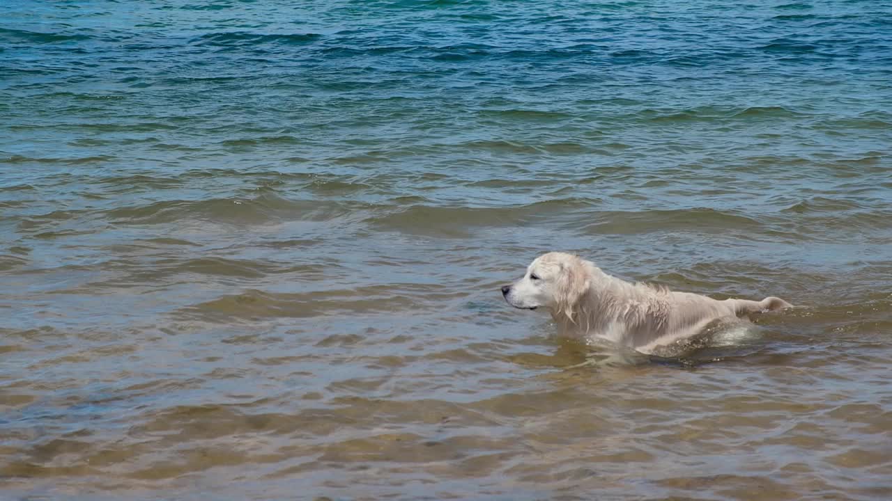 一只拉布拉多在海里游泳。狗在水里玩。湿毛视频素材