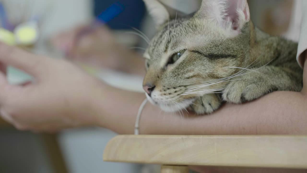 年轻的亚洲女性在家里和她的猫在帆布上画丙烯颜料。视频下载