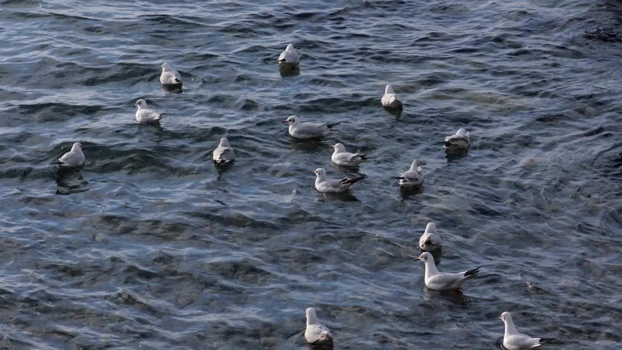 海鸥漂浮在大海上视频下载