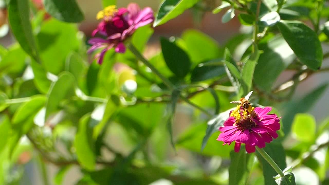 蜜蜂和花。慢动作视频素材