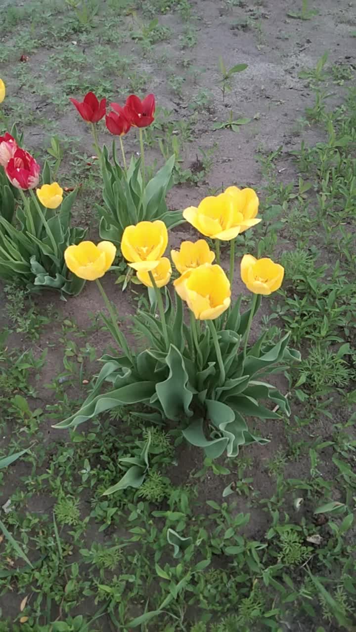 花坛上开着黄色和红色的郁金香花，随风摇曳，飘忽不定视频素材