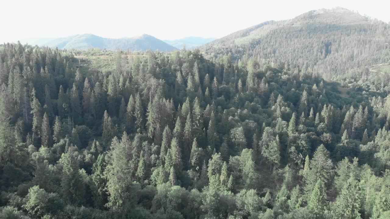 无人机飞行的山脉在日出时达到顶峰。日落时山上有松树林。乌克兰喀尔巴阡山视频素材