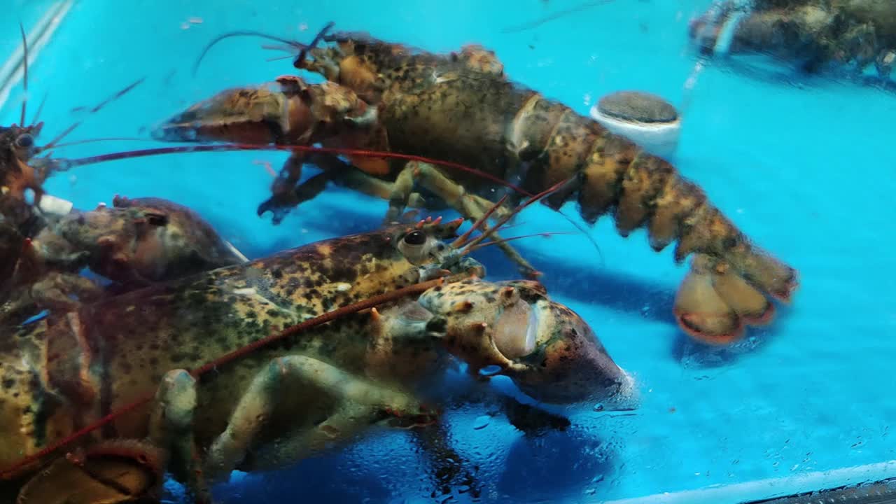 波士顿龙虾在水族馆海鲜超市出售视频素材