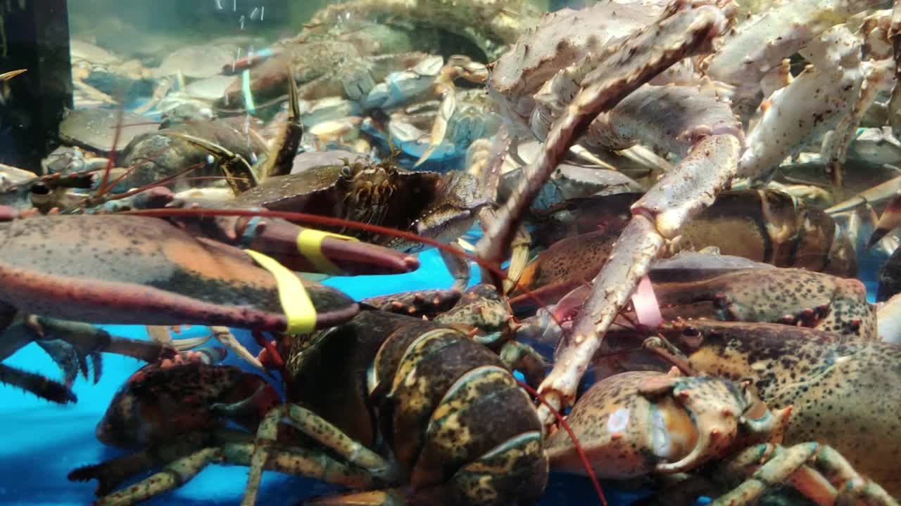 帝王蟹在水族馆海鲜超市出售视频素材