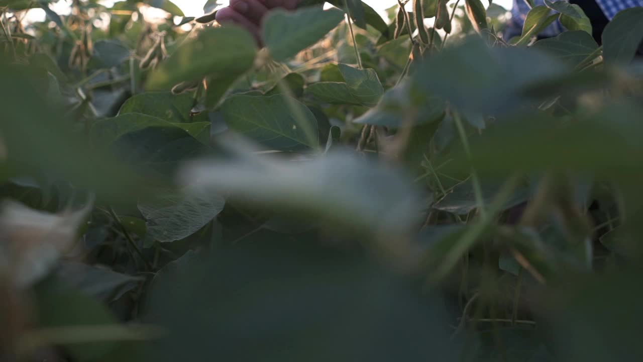 一位农民走过田地，检查大豆的质量视频素材