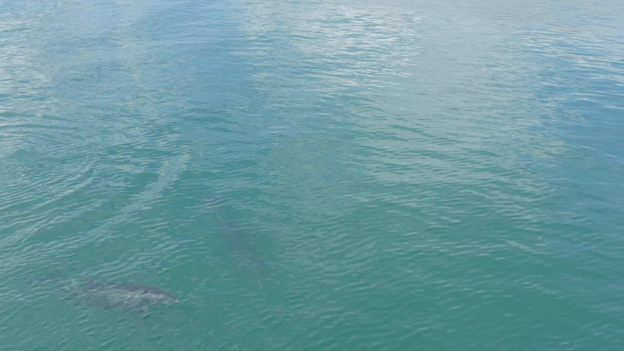 野生海豚在海里游泳视频素材