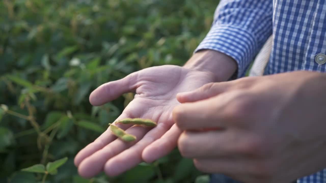 一位农民走过田地，检查大豆的质量视频素材