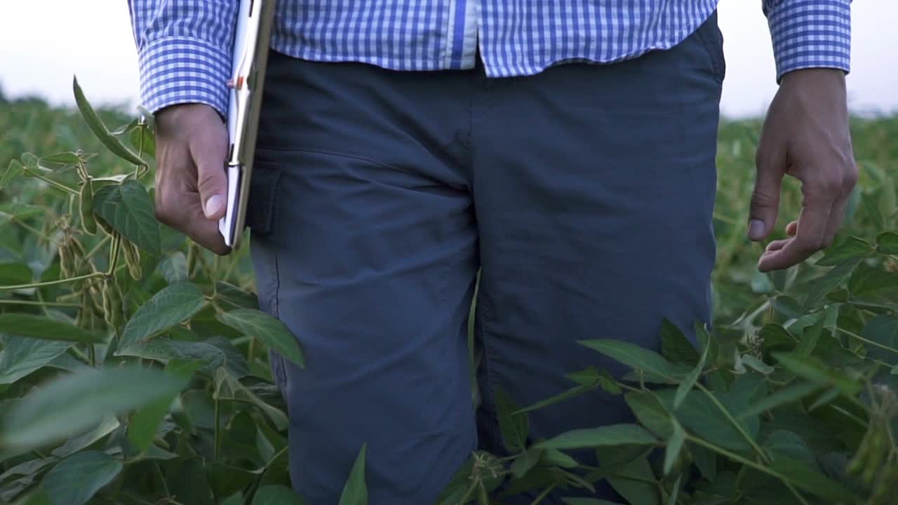 农学家检查田里生长的大豆作物。农业的概念。健康饮食视频素材