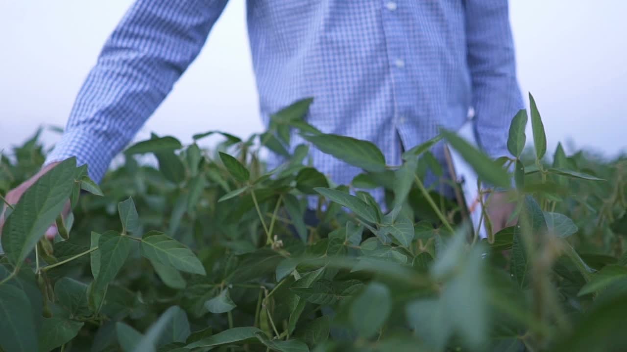 一位农民走过田地，检查大豆的质量视频素材
