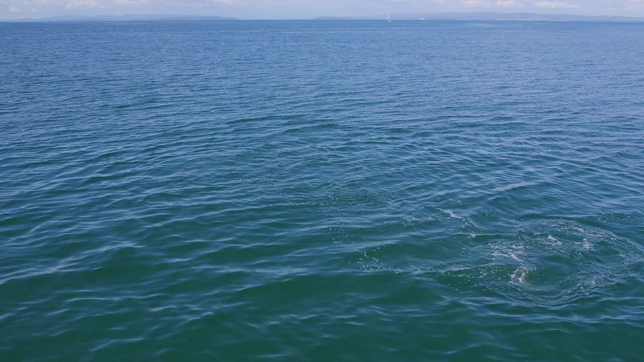 一群野生海豚从海里跳了出来视频素材