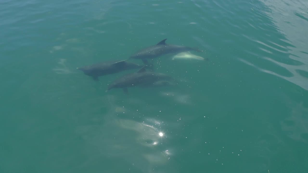 一群野生海豚和一只小海豚在海里游泳视频素材