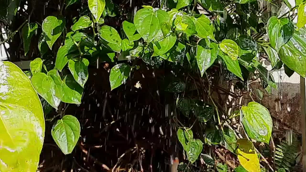 慢动作视频雨落在绿色的叶子上在明亮的白天的光。自然现象。户外摄影。视频下载