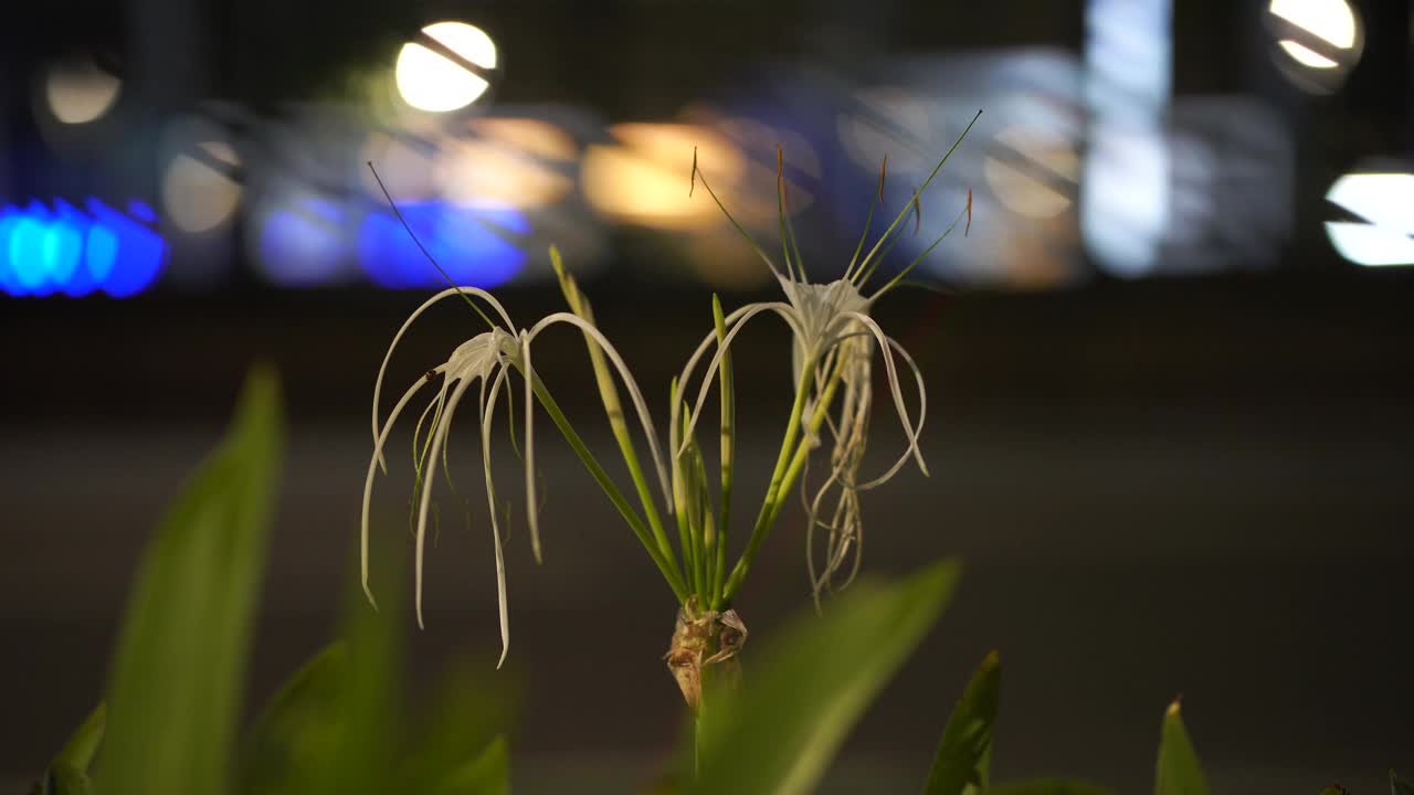 街上的美丽白花视频素材