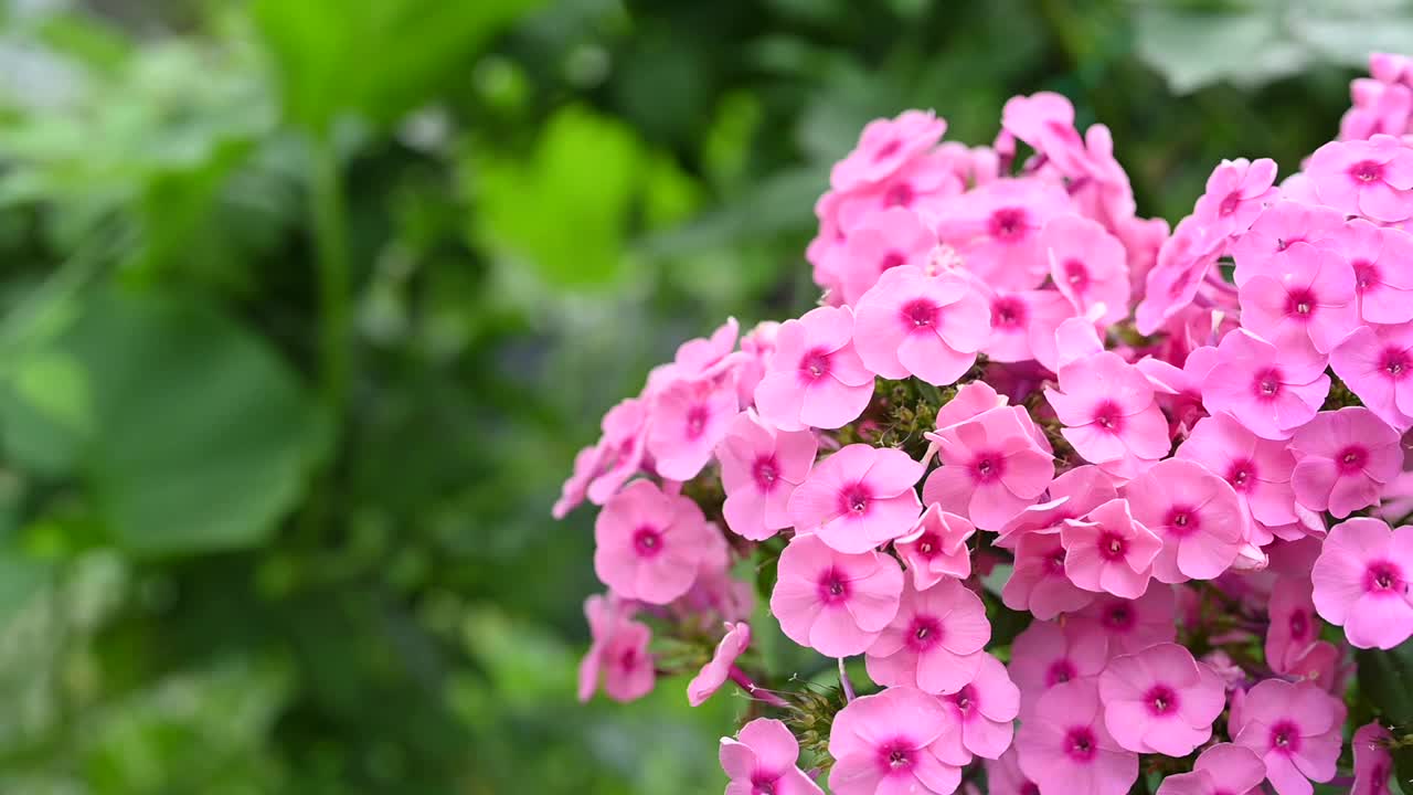 花园里鲜花盛开视频素材