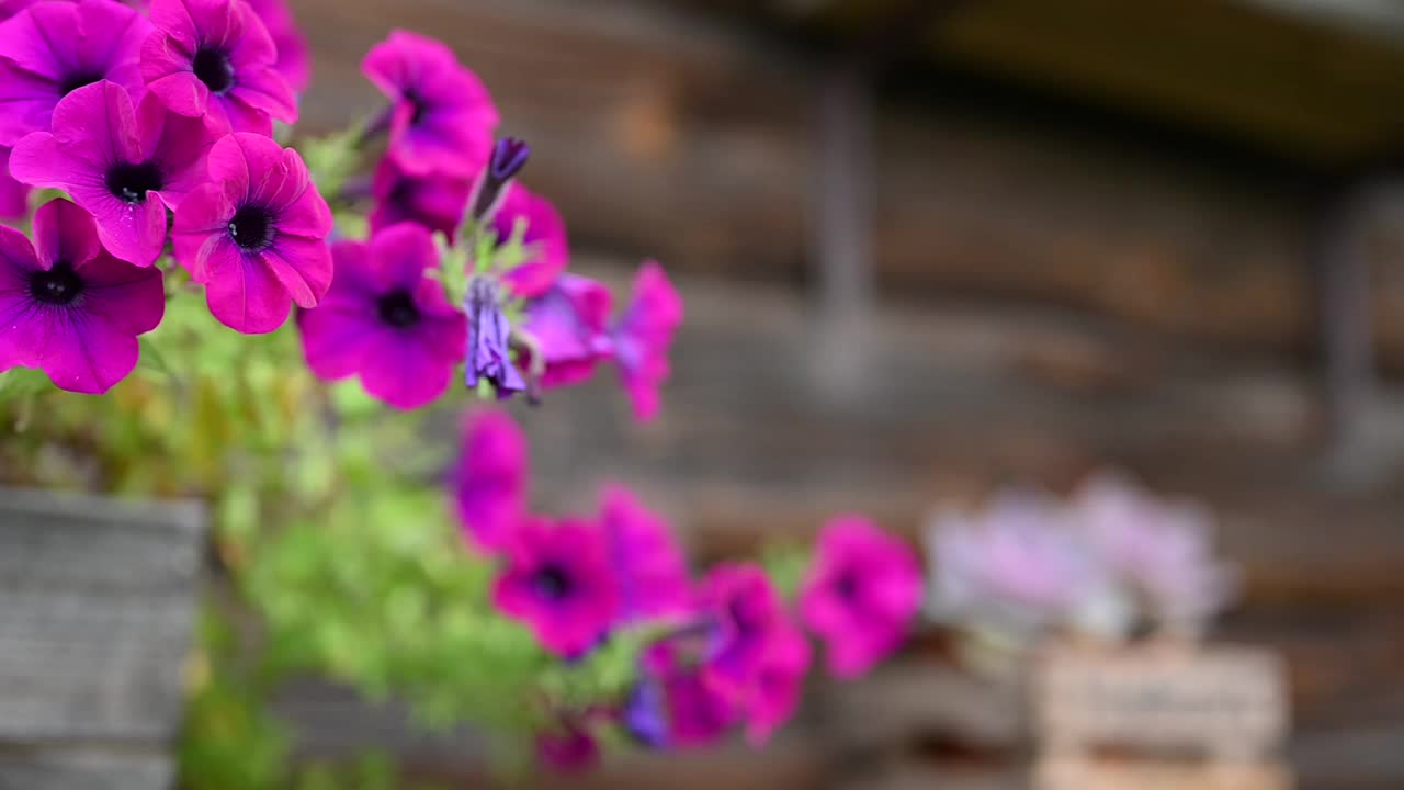 花园里鲜花盛开视频素材