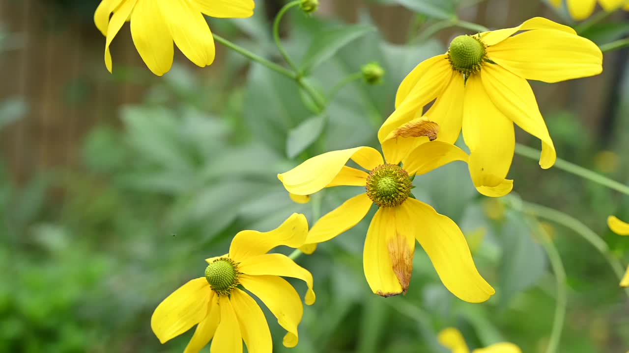 花园里鲜花盛开视频素材