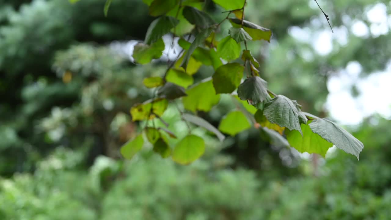 树上的绿叶在风中摇曳视频素材