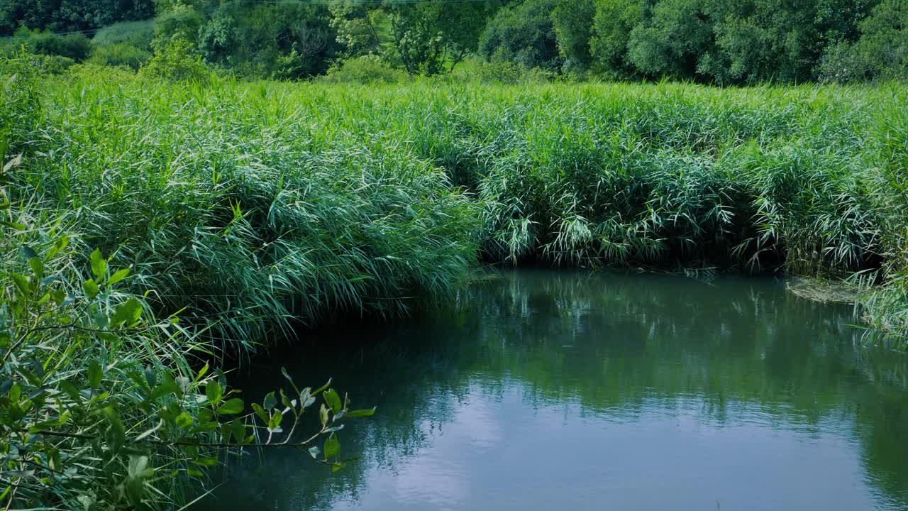 晴天的沼泽池塘或沼泽视频素材