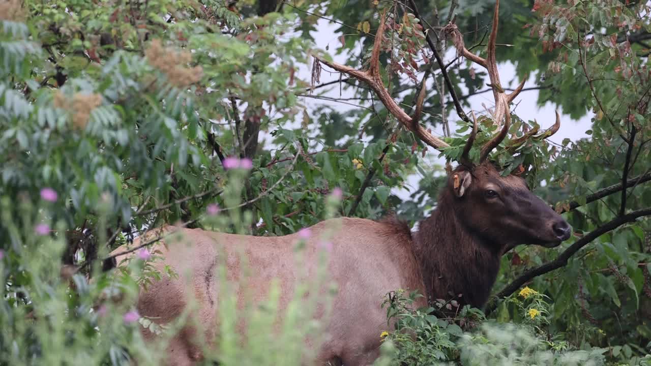 公牛鹿视频素材