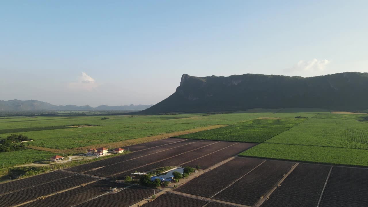 甘蔗田鸟瞰图视频素材