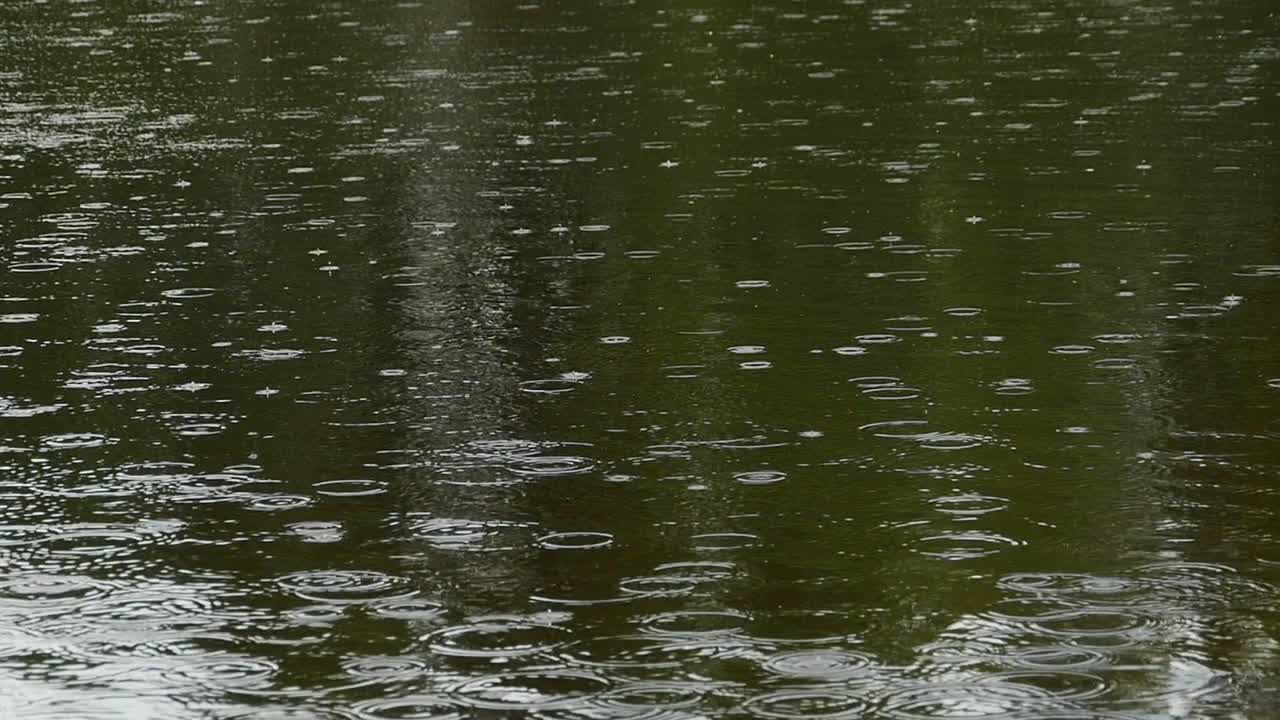 毛毛雨的叶子圈视频素材