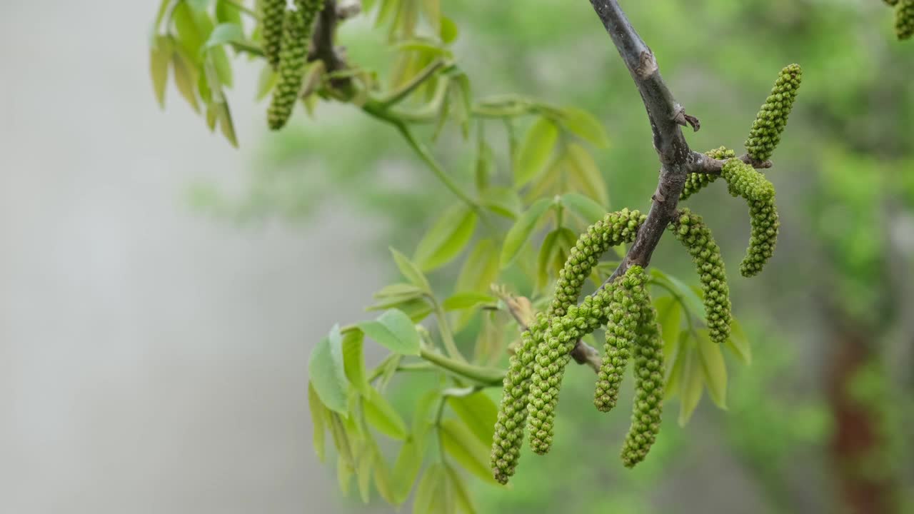 春天核桃树开花。早春时节，核桃树枝上盛开的核桃花。视频素材