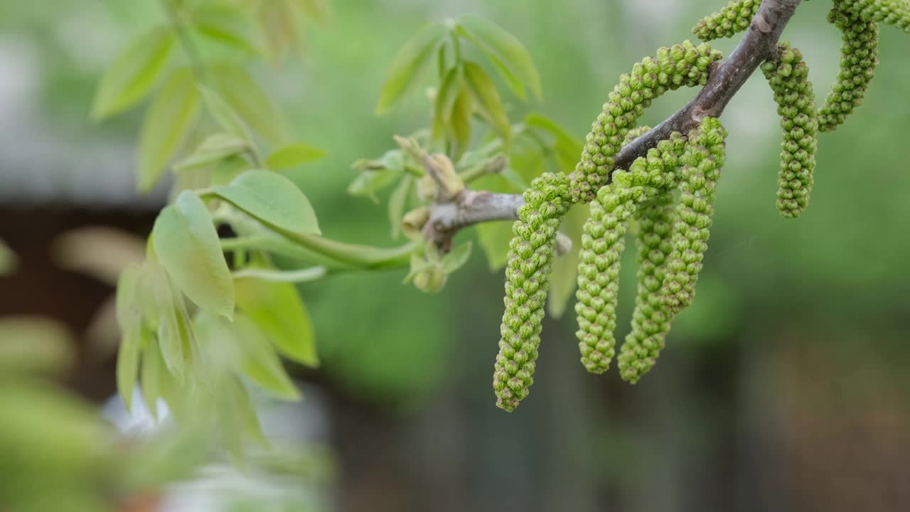 春天核桃树开花。早春时节，核桃树枝上盛开的核桃花。视频素材