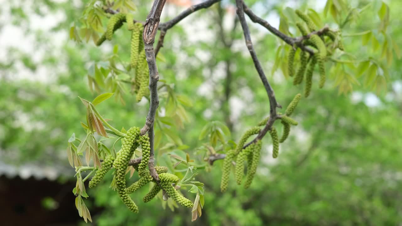 春天核桃树开花。早春时节，核桃树枝上盛开的核桃花。视频素材