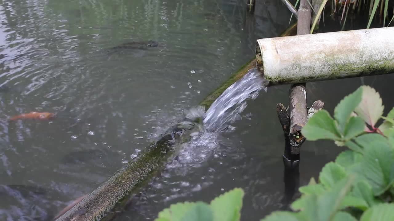 鱼塘淋浴在后院里视频素材