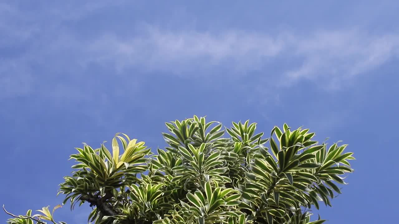 印度植物之歌(龙acaena reflexa或牙买加之歌)在晴朗的蓝天上随风摇曳视频下载