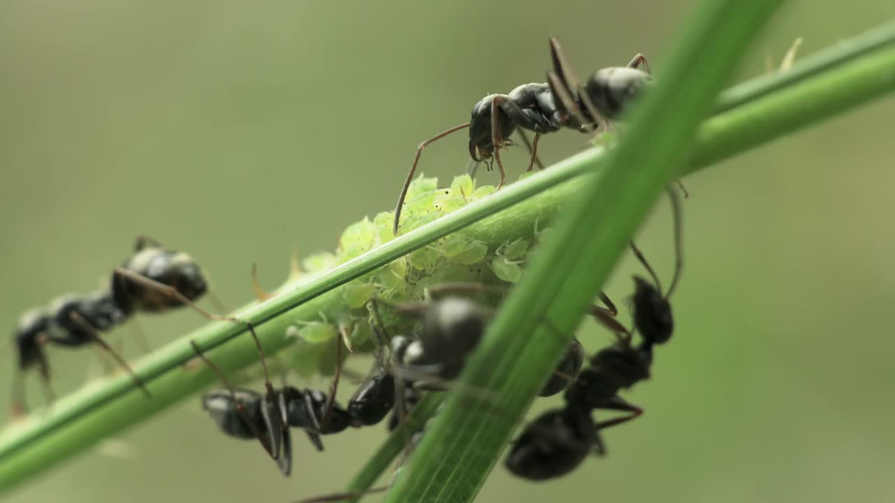 黑蚂蚁以蚜虫为食视频素材