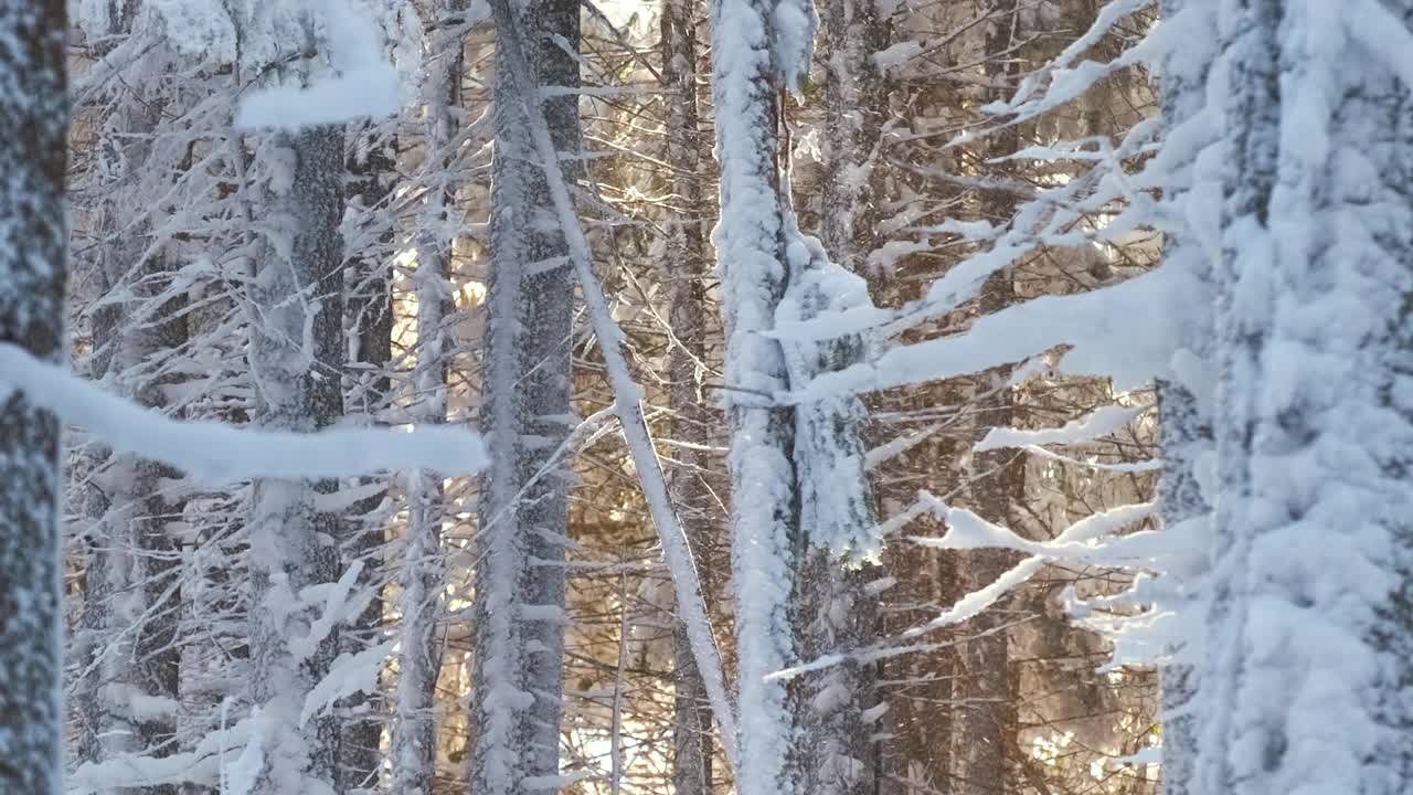 明亮的阳光景观与飘落的雪之间的松树在大雪的冬天茂密的森林寒冷安静的晚上。视频素材