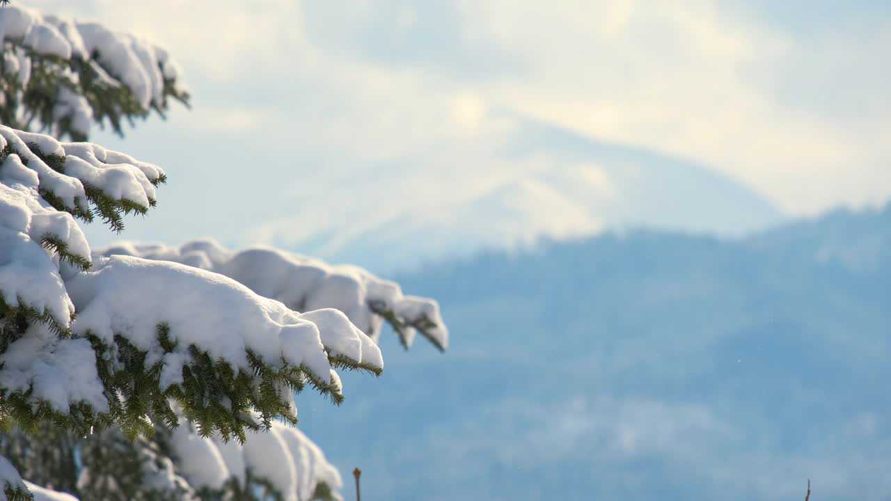 在寒冷明亮的日子里，冬天的山林里，松枝上覆盖着刚落下的雪。视频素材